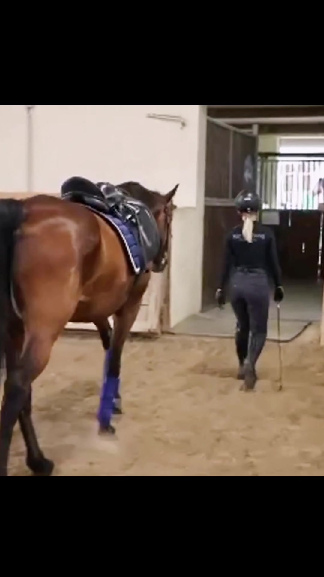 @Sir Ludwig Equestrian