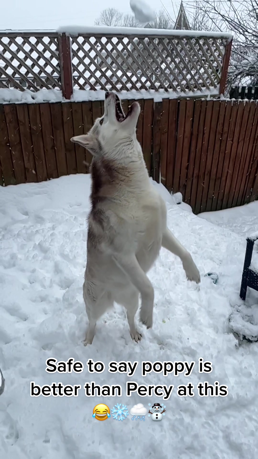 @Poppy the Siberian