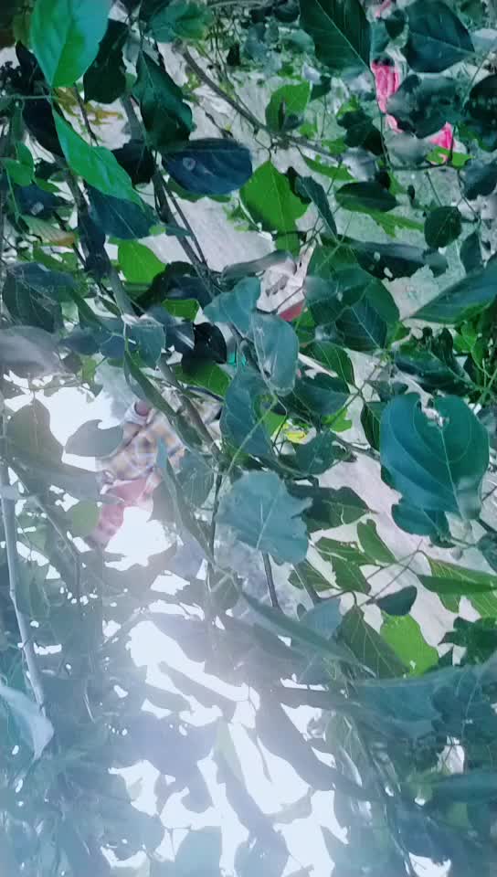 @manimsm1998