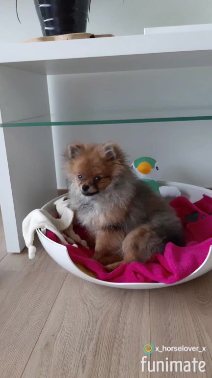 @Bisqi ❥ ღ 🐶