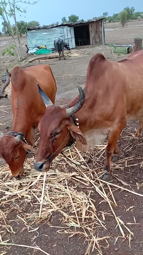 @राजेश जामगे3361वसमद