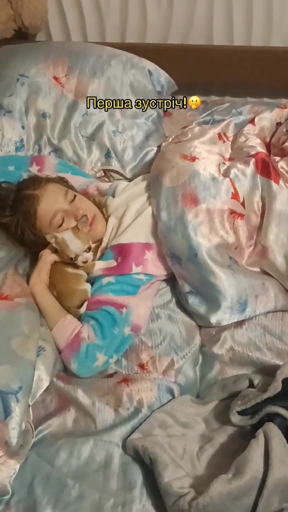 @Гарнюні чіхуахуа❤️