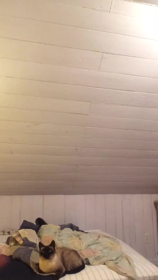 @Lavacobra