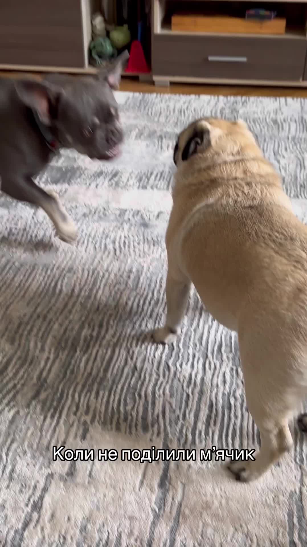@Pug_bulka