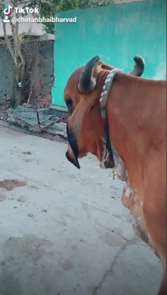 @Chetan bhai Bharvad