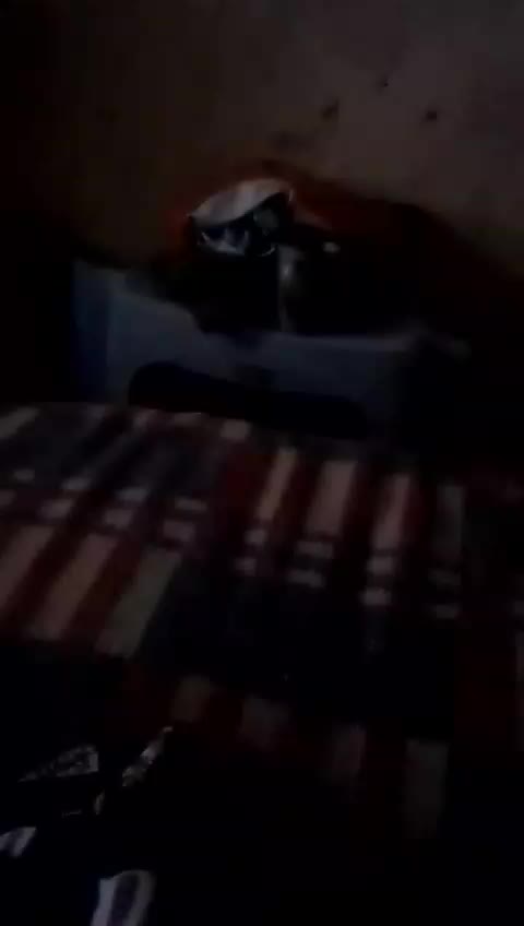 @agaci kundu