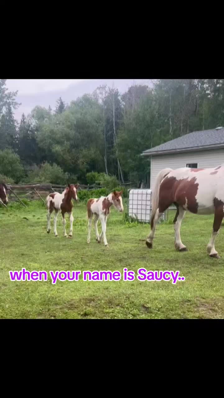 @Horse Heroes Alberta