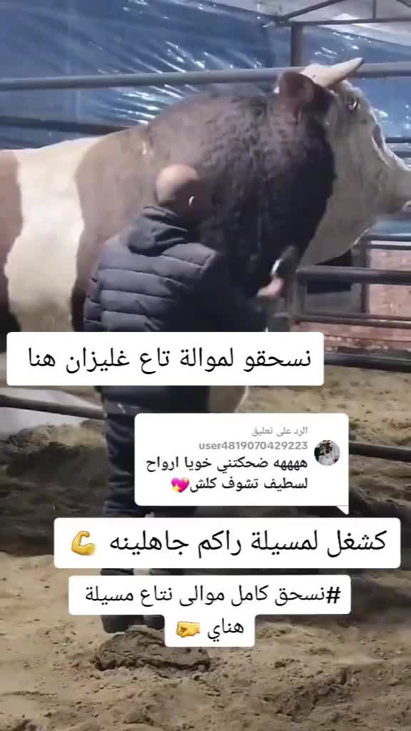 @الموالة اخالي الابقار
