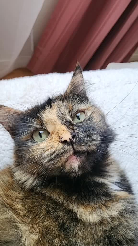 @Trini Cat