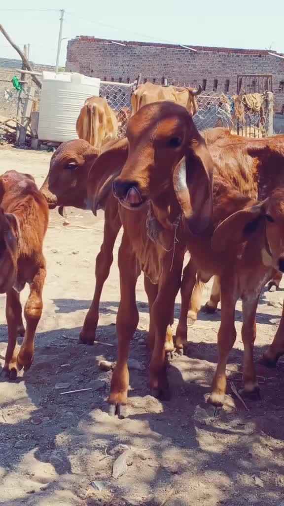 @ગૌ રક્ષક