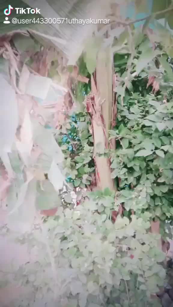 @Mr. uthaya kumar j