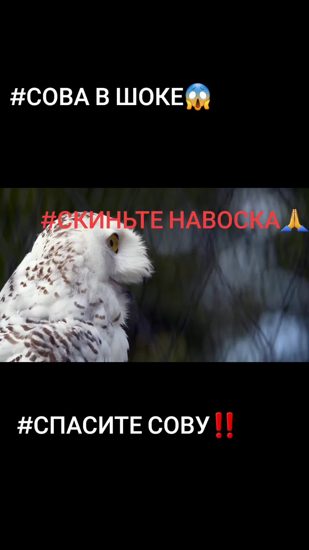 @носфератыч