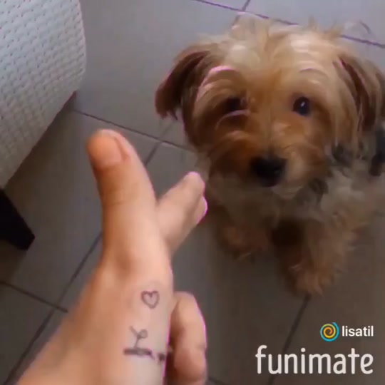 @🐾lïstãïl🐾