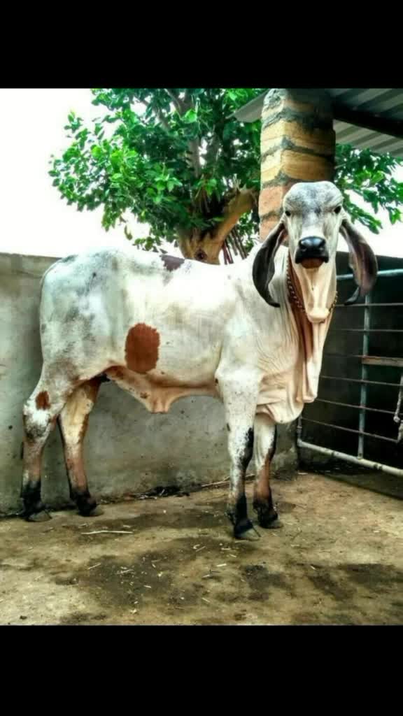 @v. c .J. Bharvad