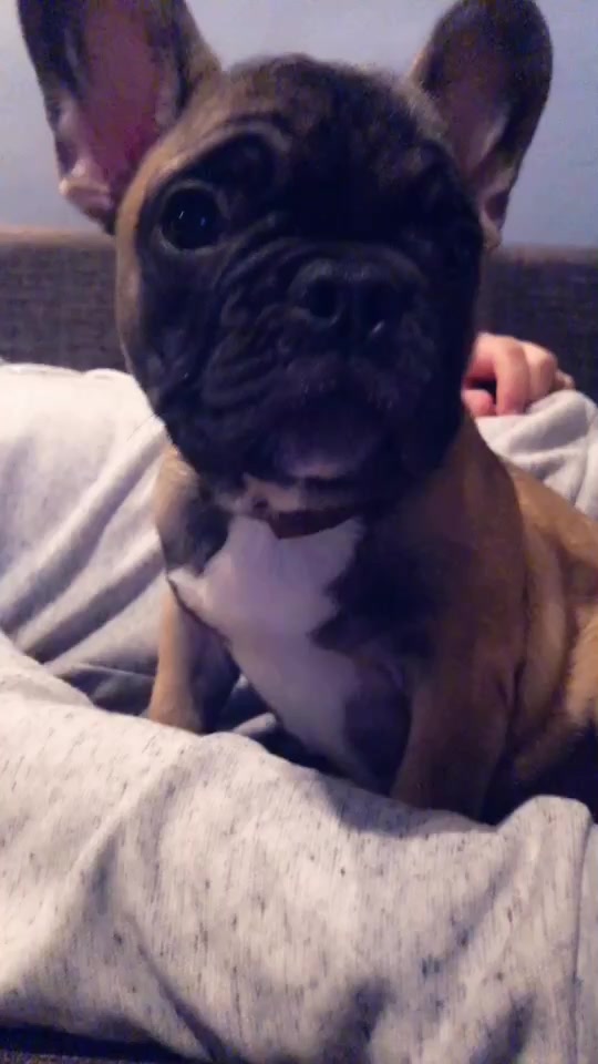 @Frenchbulldog_Zora