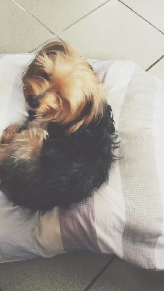 @🐾lïstãïl🐾