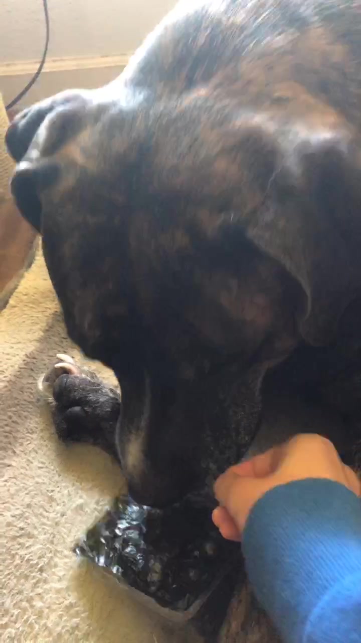 @cuddlyanimals1022