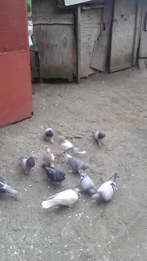 @Barış karaca