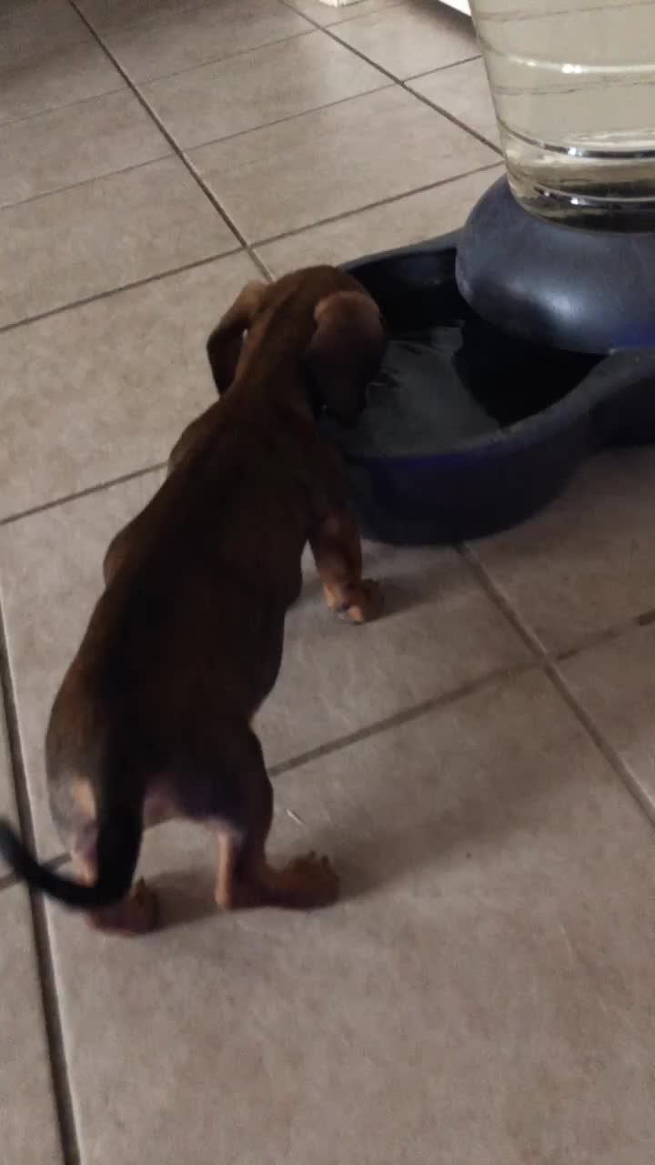 @Baby doxie