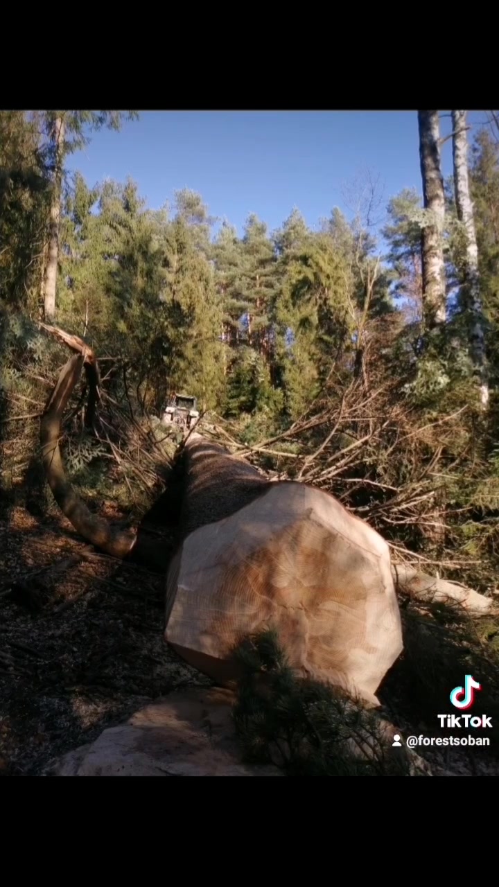 @forestSoban