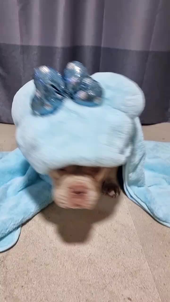 @Americanbully.Boyka