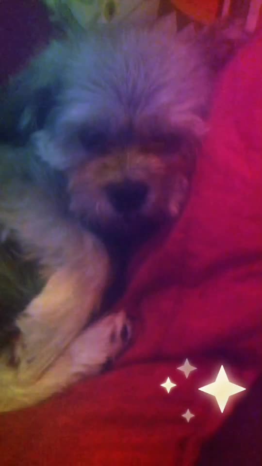 @Doggogirl