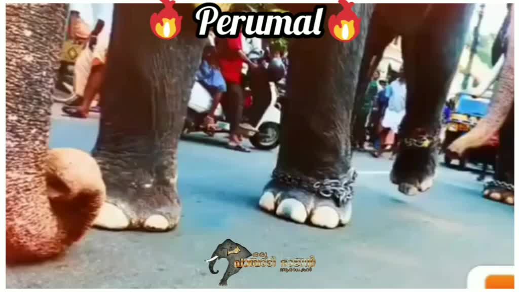 @അപ്പൂസ് ആരാധകൻ