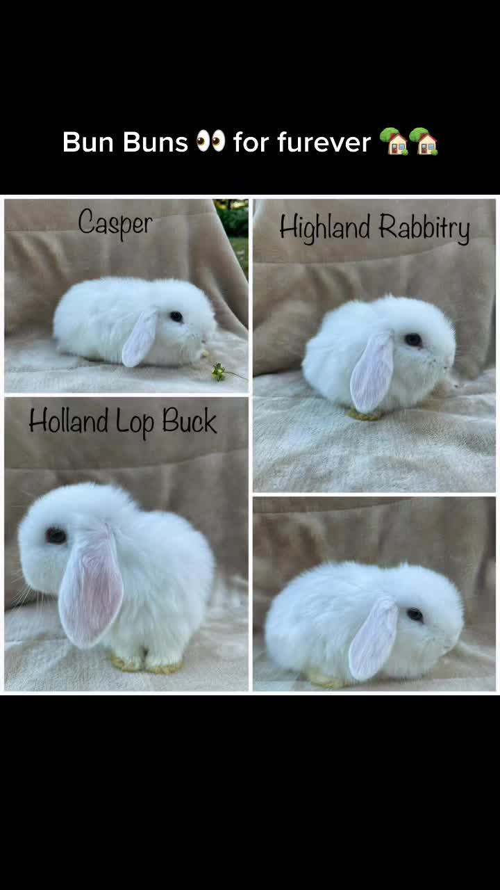 @HighlandRabbitry