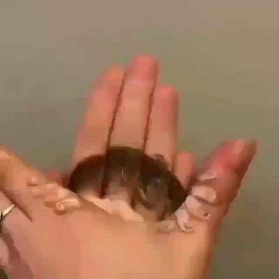 @___MAA___
