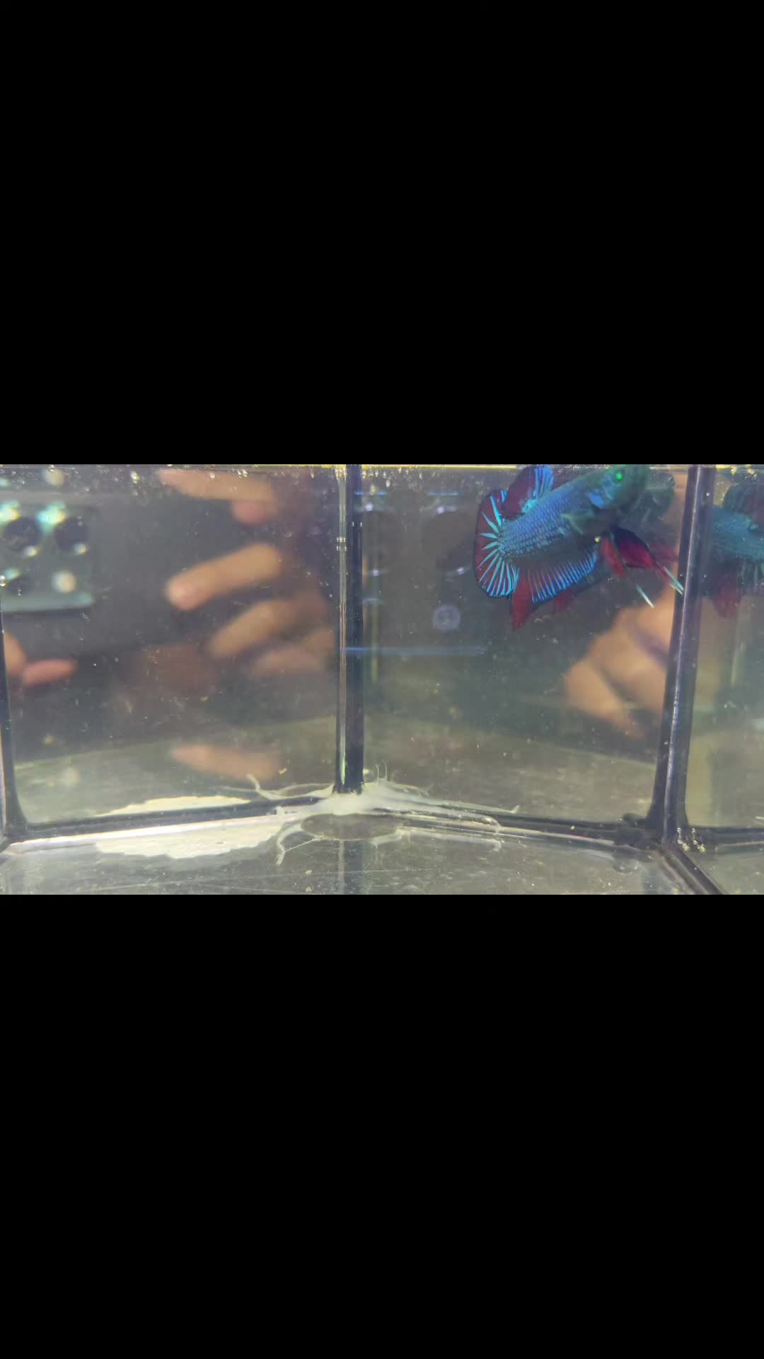@The Betta-Buddy Shop