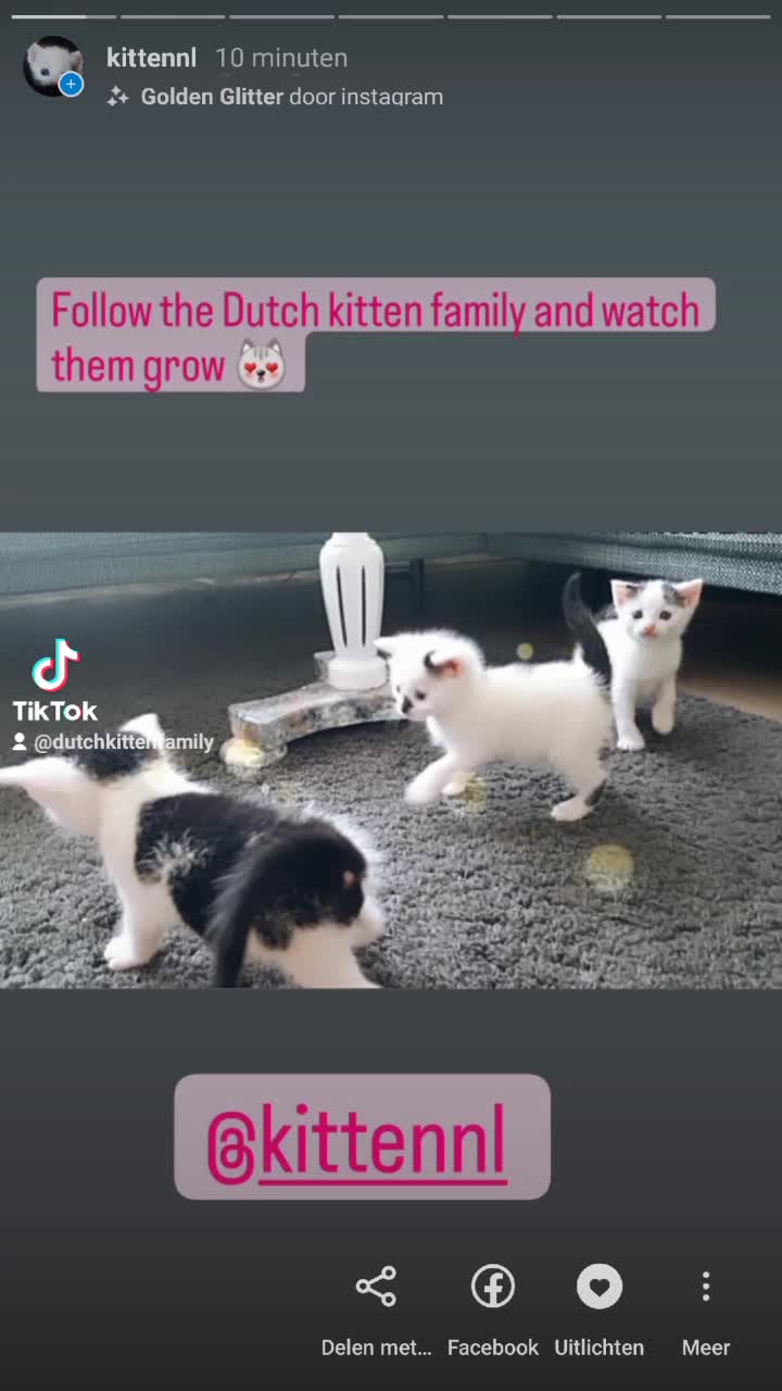 @Dutch Kitten family