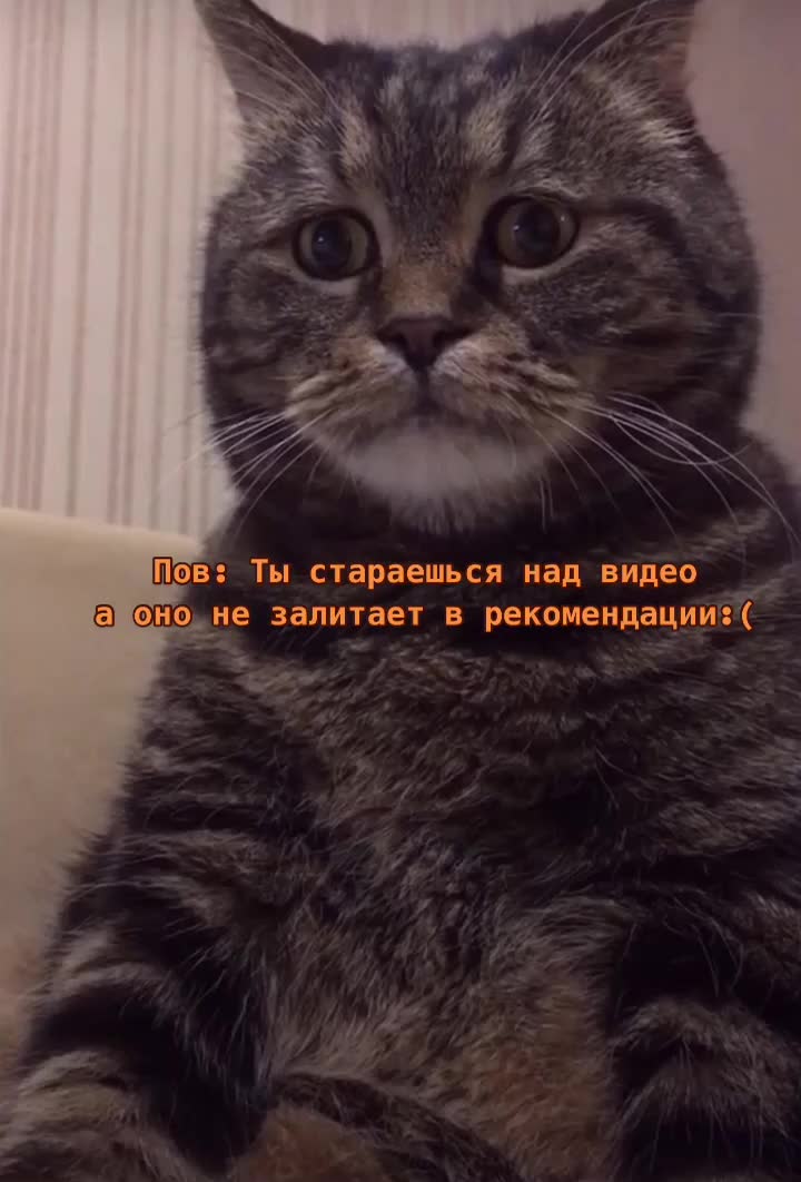 @Тот самый NEMO_tiger_Aye-p💎