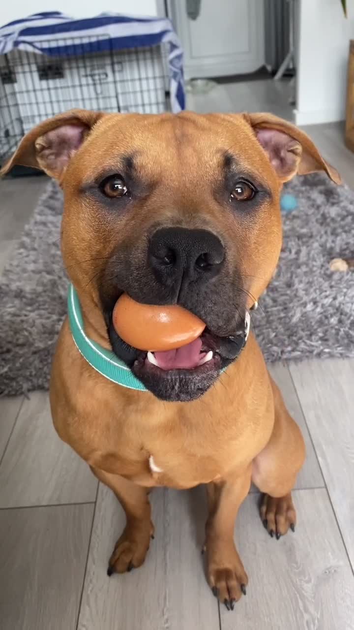 @GusTheLandSeal
