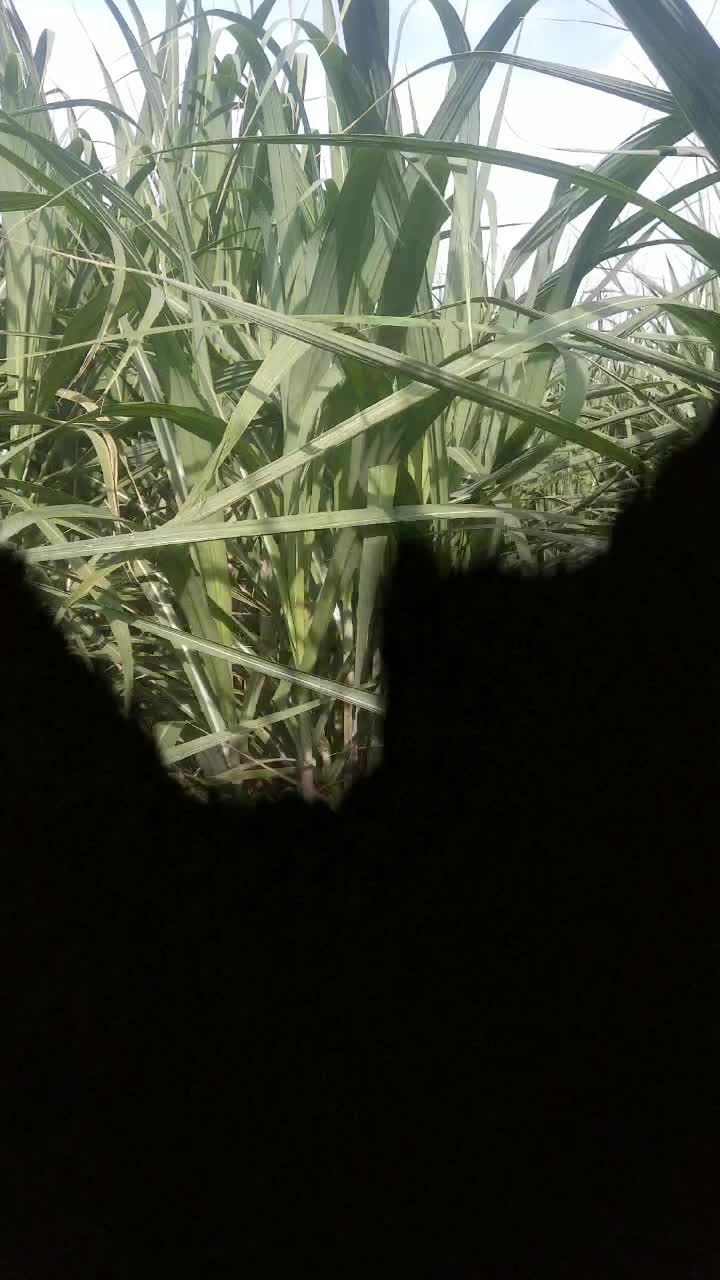 @युवा शेतकरी ७३४६🚜💕