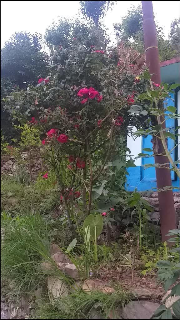 @Jai Uttarakhand Jasv