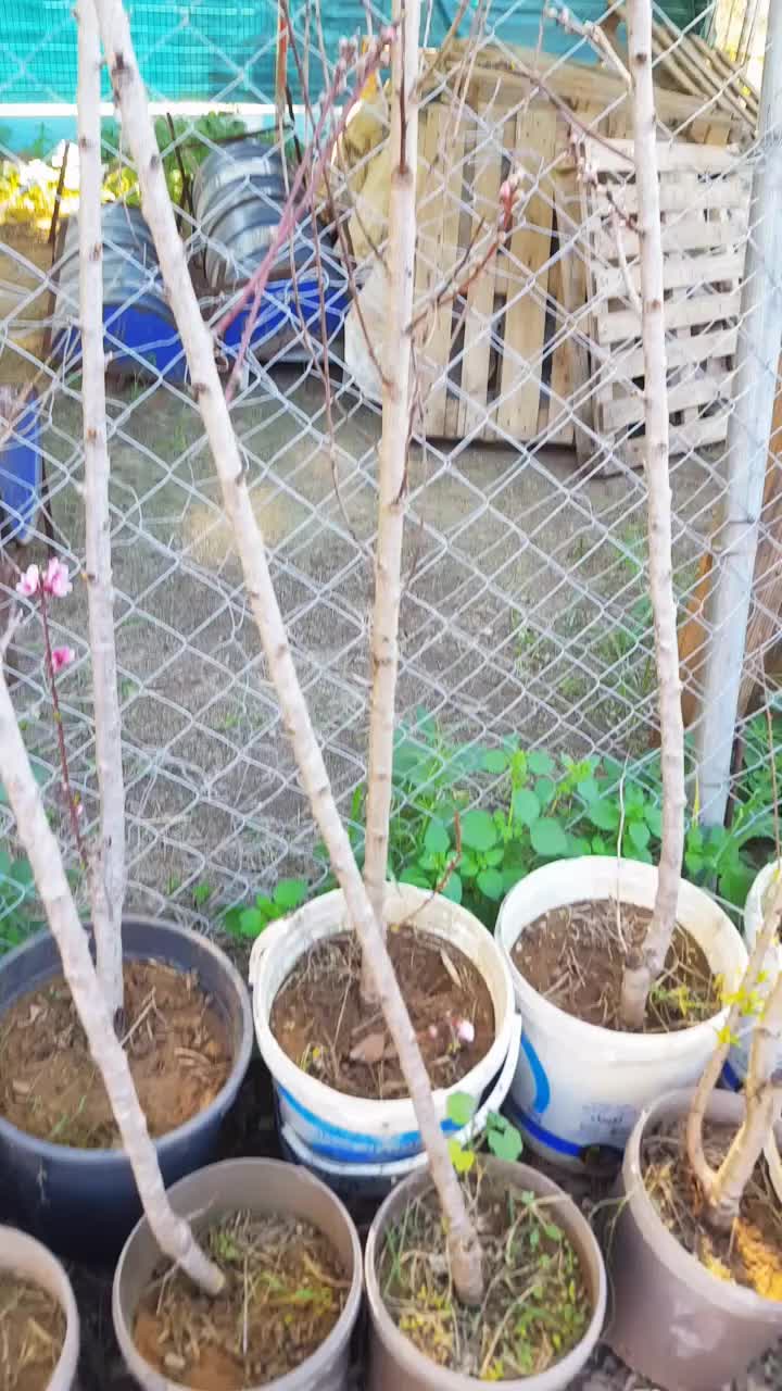 @go&eacute;land.dz