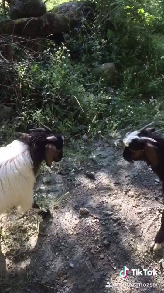 @*{deli ormanlı}*