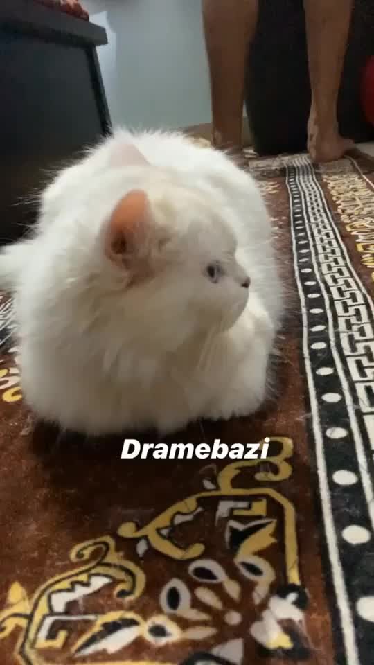 @zeenasamal