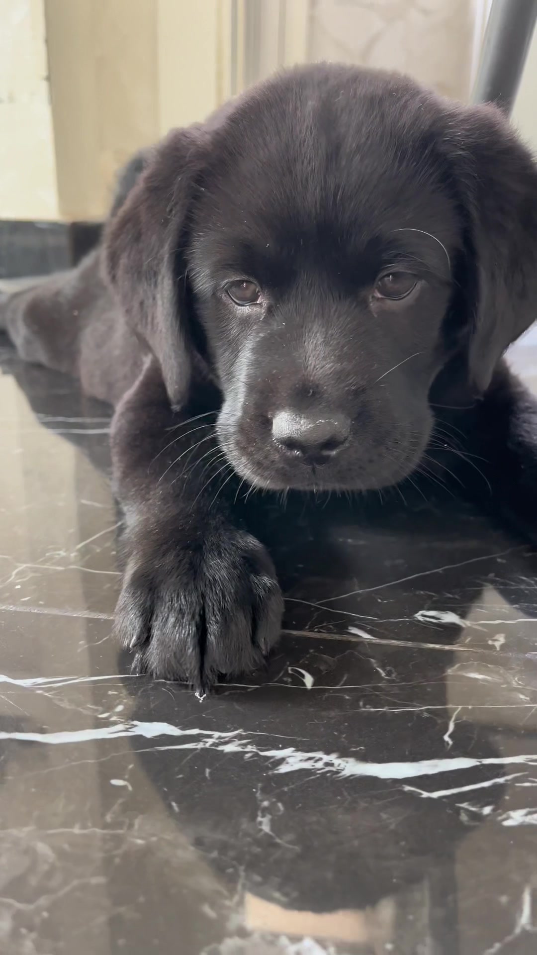 @Cloe e sabry🖤🐾