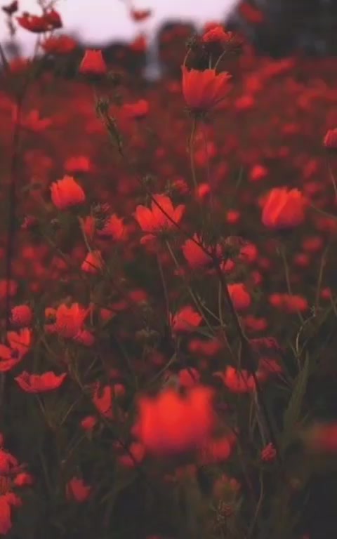 @s u n f l o w e r