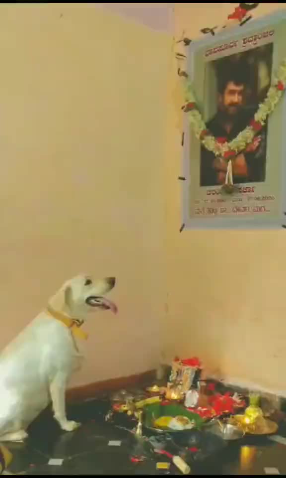 @alluraghu