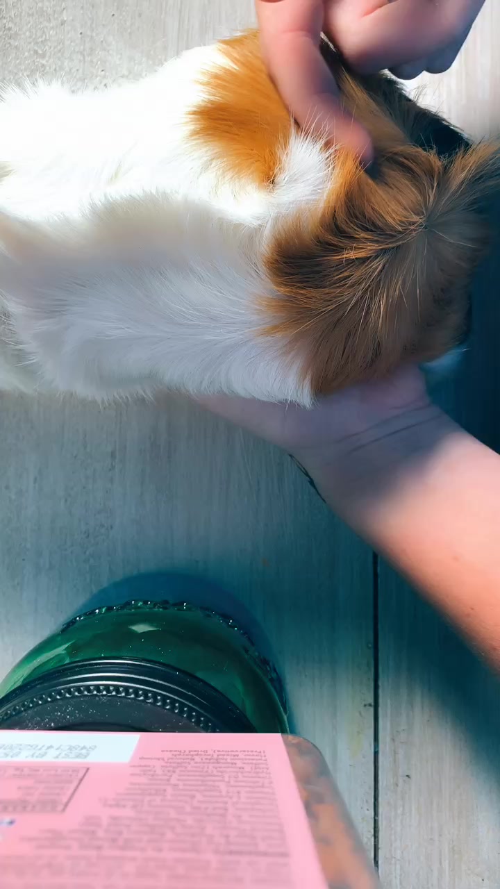 @🐹Thē çûtę pètš🐱