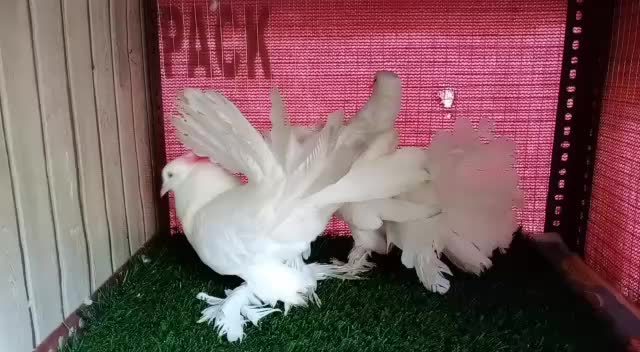 @manya_bhandari_