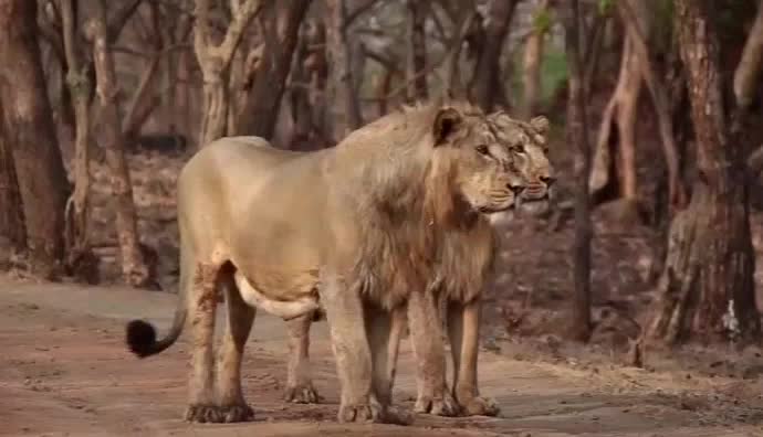 @Divyesh_ahir9096