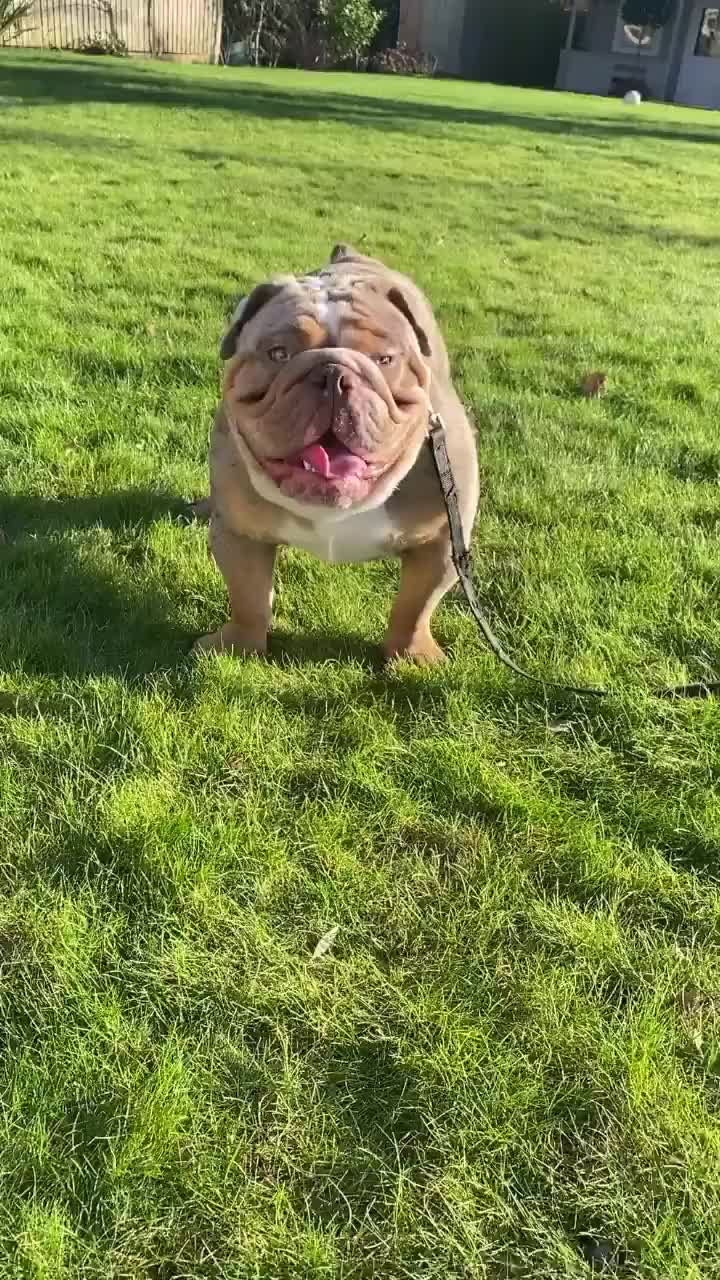@rudzbulldogz