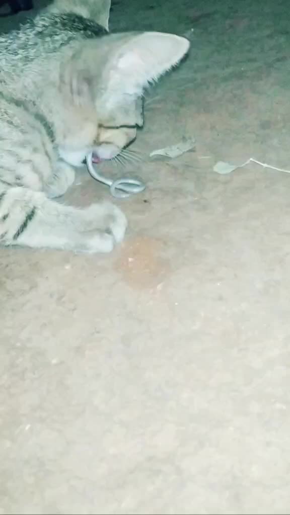 @sivaraju