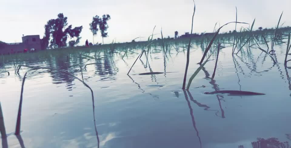 @gurlal_sabazpuria