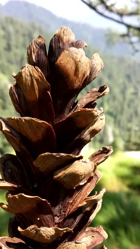 @Amåñ Thakur