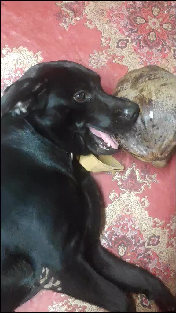@കട്ടോട് ഷാജി