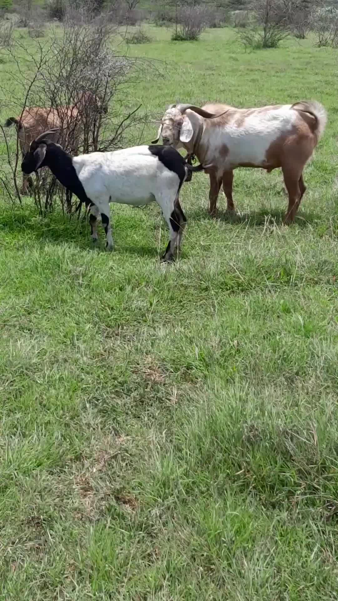 @GrazingJamaica